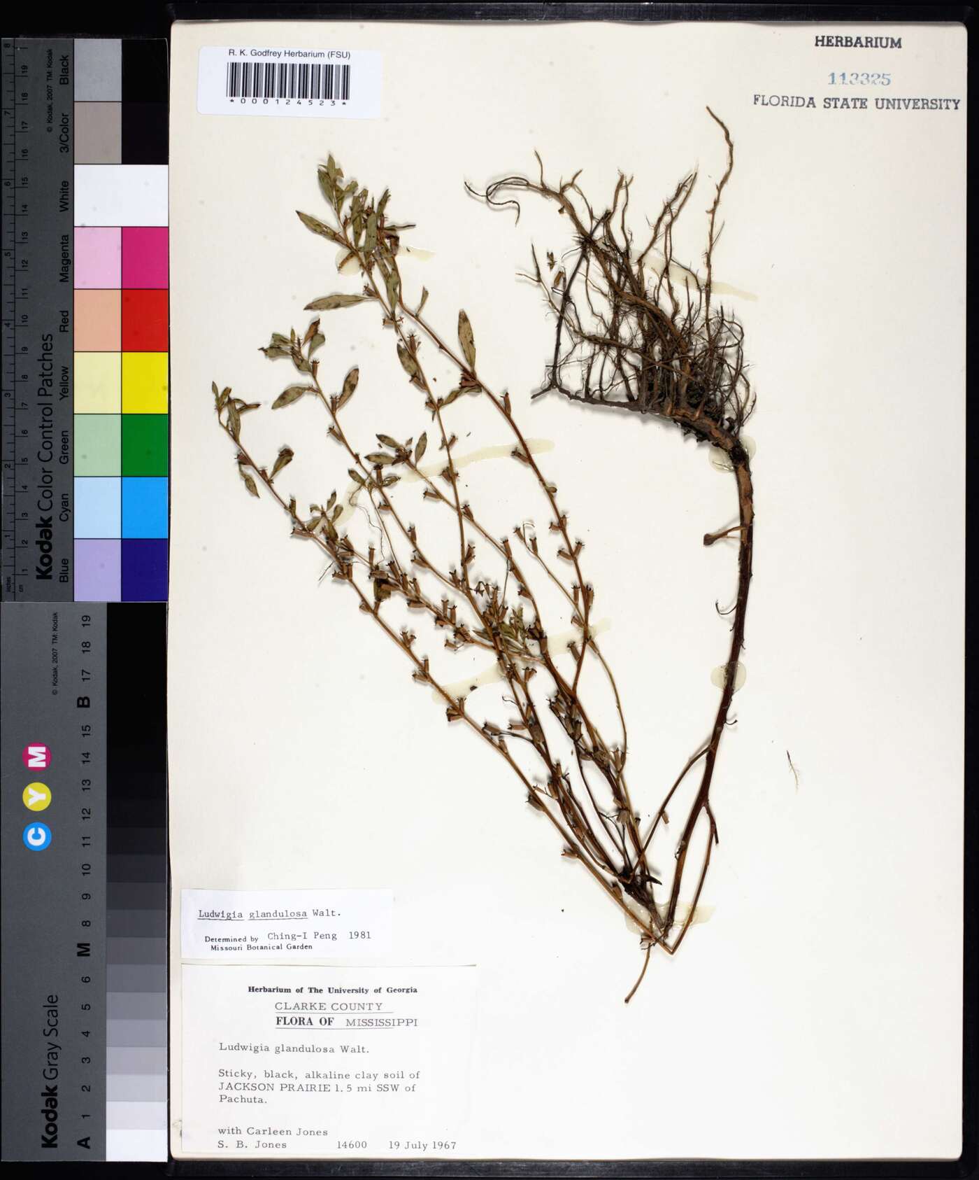Ludwigia glandulosa image