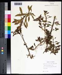 Ludwigia glandulosa image