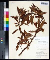 Ludwigia grandiflora image