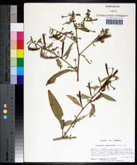 Ludwigia leptocarpa image