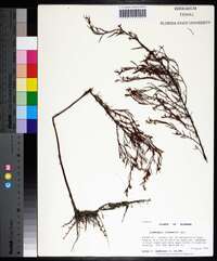 Ludwigia linearis image