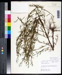 Ludwigia linearis image