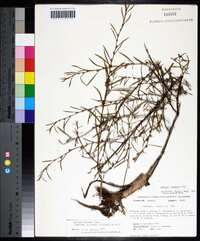 Ludwigia linearis image