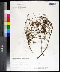 Oenothera fruticosa subsp. fruticosa image