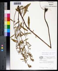 Oenothera fruticosa subsp. fruticosa image