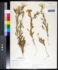 Oenothera grandis image