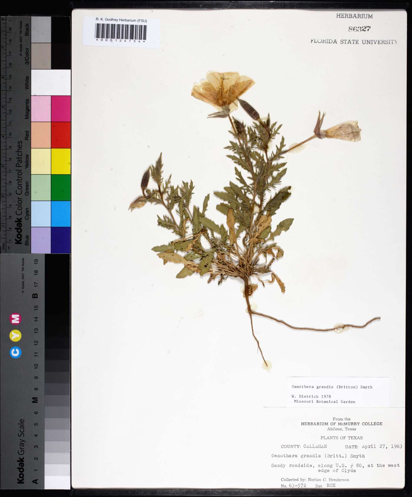 Oenothera grandis image