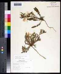 Oenothera grandis image