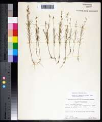 Oenothera linifolia image