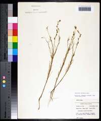 Oenothera linifolia image