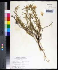 Oenothera serrulata image