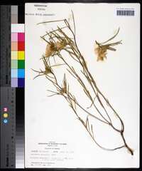 Oenothera serrulata image