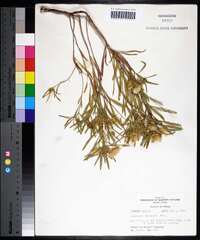 Oenothera serrulata image