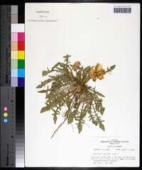 Oenothera triloba image