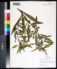 Ludwigia leptocarpa image