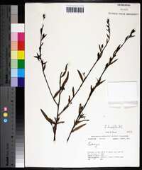 Ludwigia longifolia image