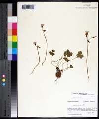 Oxalis debilis image