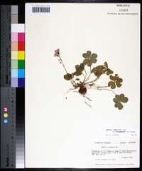 Oxalis debilis var. corymbosa image