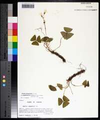 Oxalis triangularis image