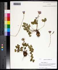 Oxalis debilis image