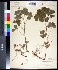 Oxalis grandis image