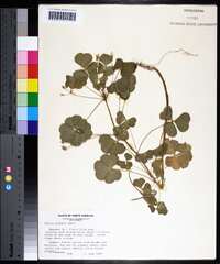 Oxalis grandis image