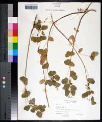 Oxalis grandis image