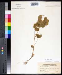 Oxalis grandis image