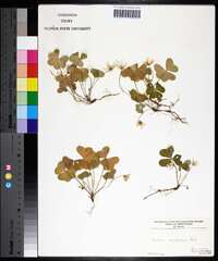 Oxalis montana image