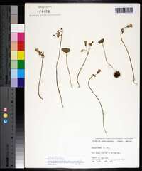 Oxalis articulata image