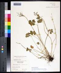 Oxalis articulata image