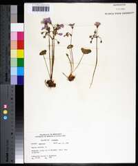 Oxalis violacea image