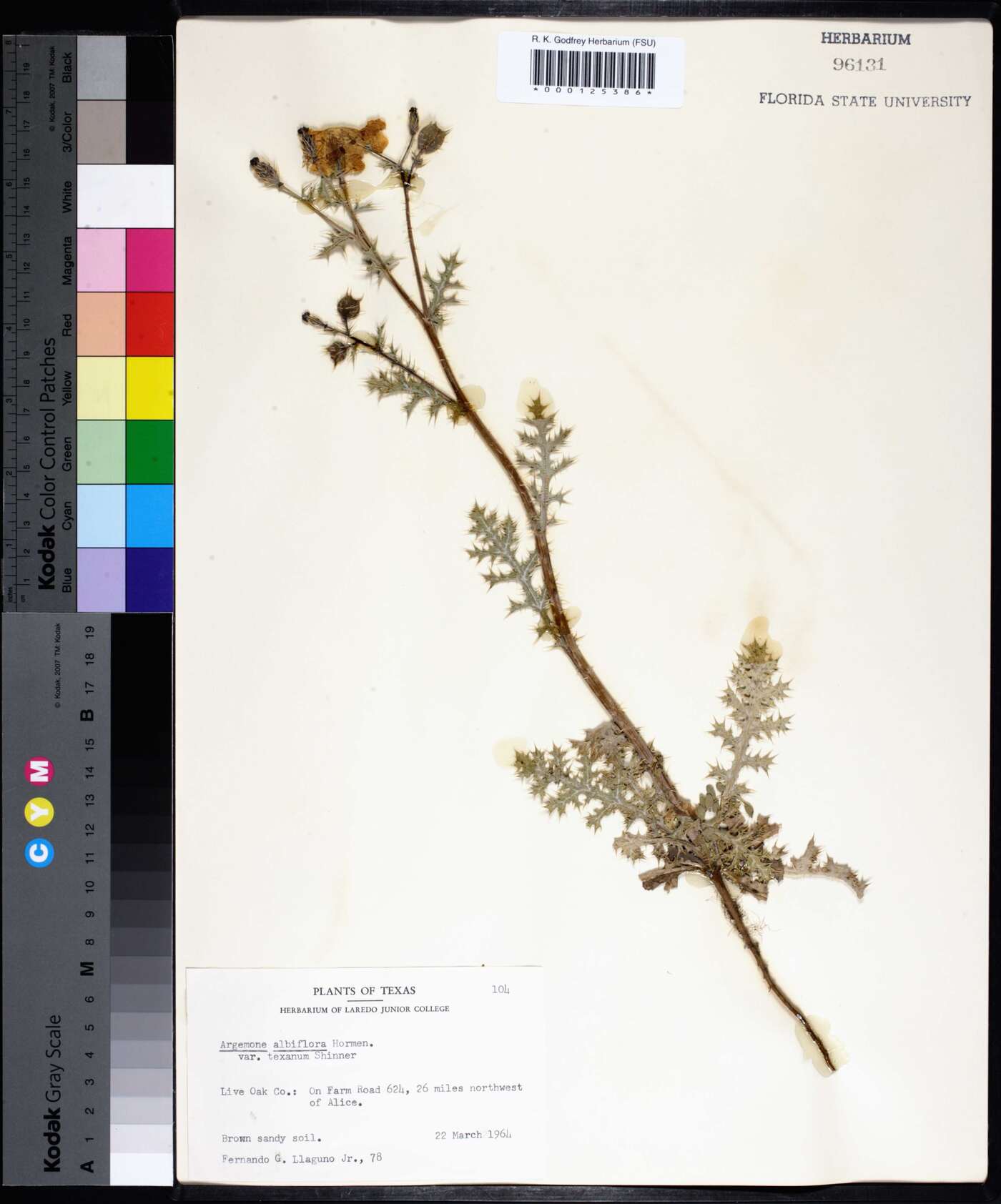Argemone albiflora var. texana image