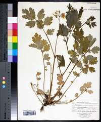 Chelidonium majus image