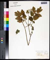 Chelidonium majus image