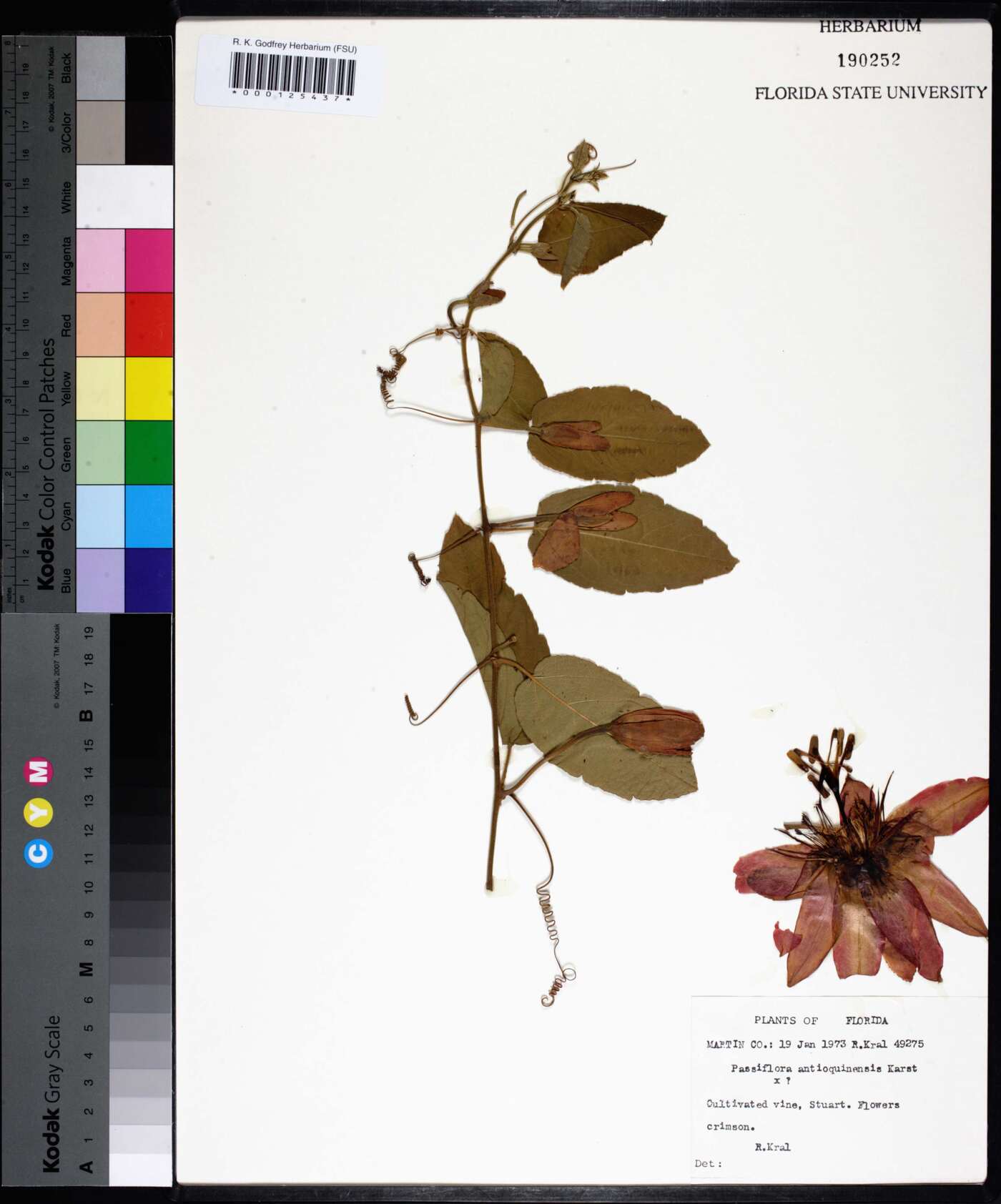 Passiflora antioquiensis image