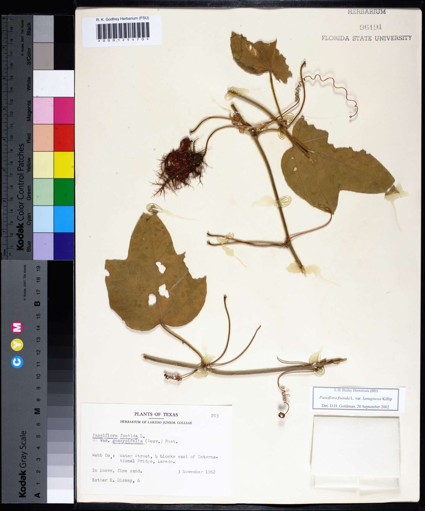 Passiflora foetida var. lanuginosa image