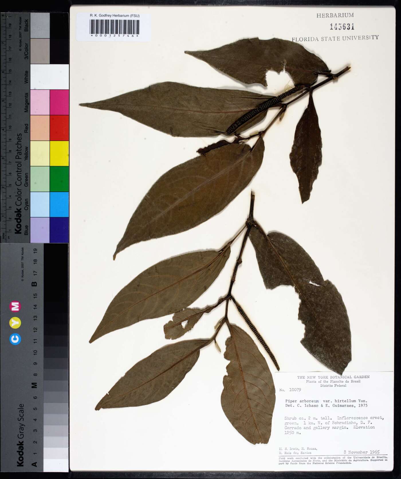 Piper arboreum var. hirtellum image