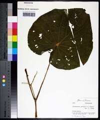 Pothomorphe peltata image