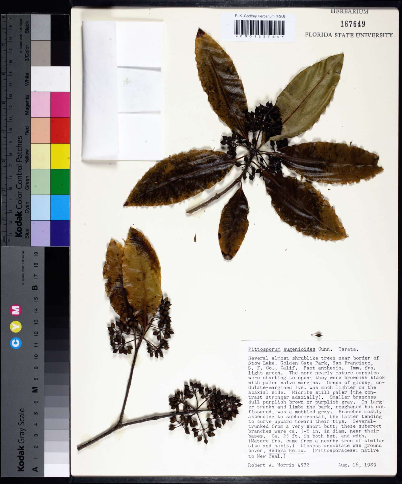 Pittosporum eugenioides image