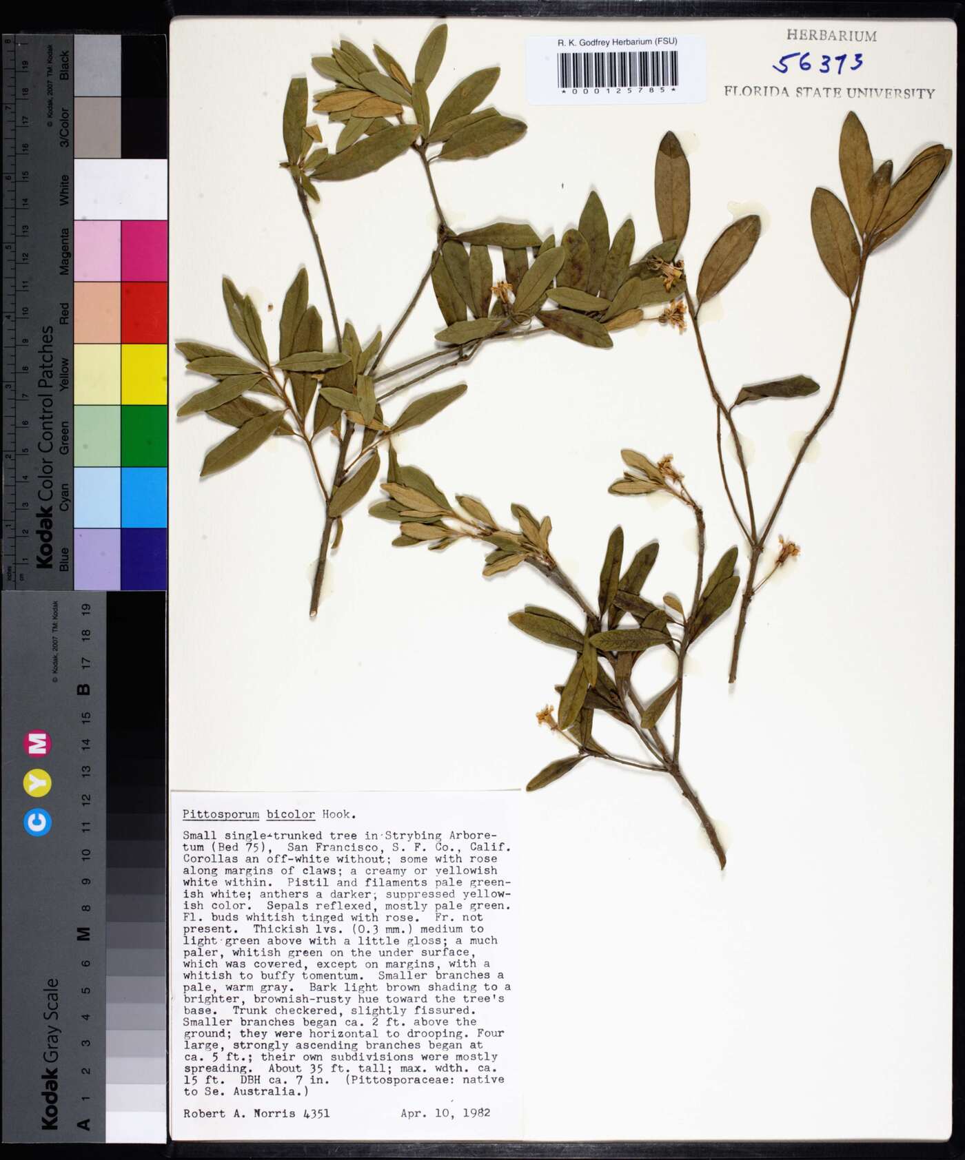 Pittosporum bicolor image