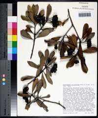 Pittosporum crassifolium image