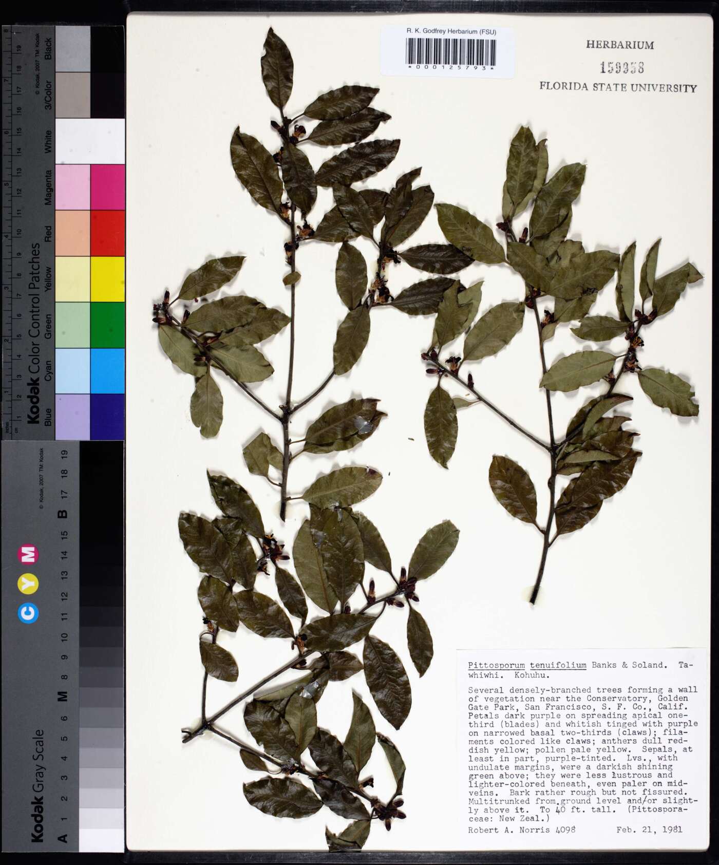 Pittosporum tenuifolium image