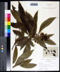 Pittosporum pentandrum image