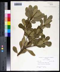 Pittosporum tobira image