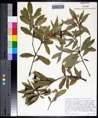 Pittosporum truncatum image