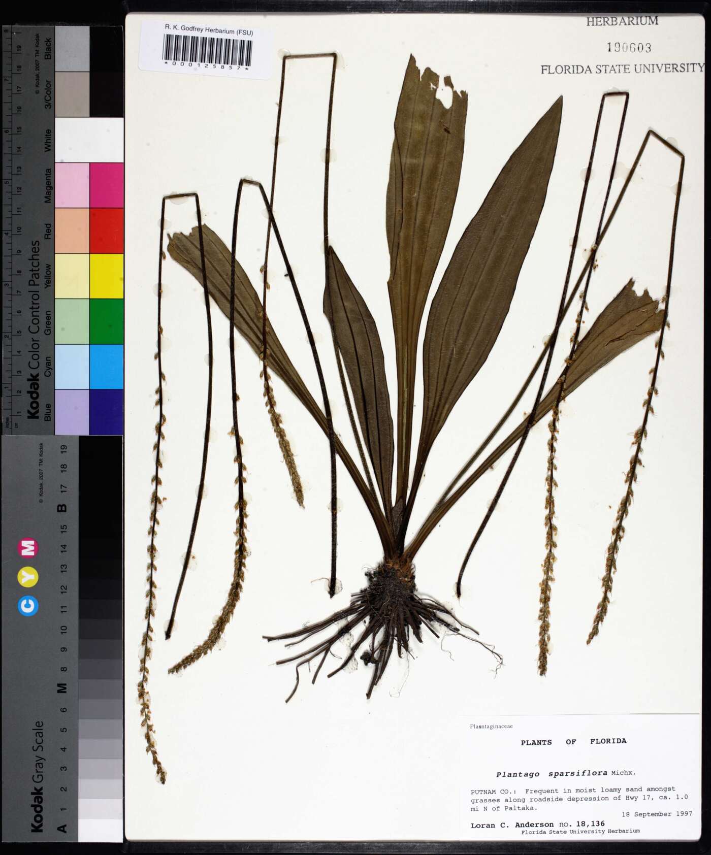 Plantago sparsiflora image