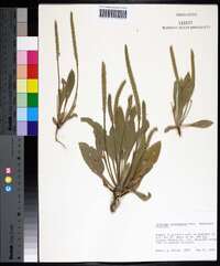 Plantago rhodosperma image