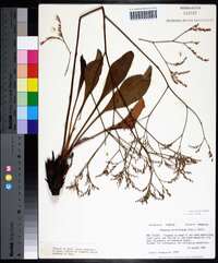 Limonium carolinianum image