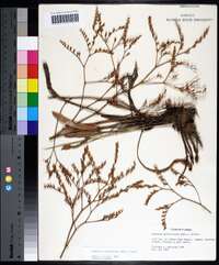 Limonium carolinianum image